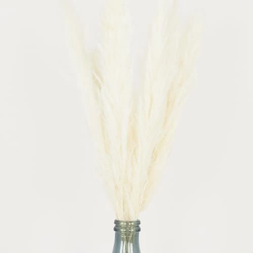 Vente flash ⭐ Ligne Déco Décoration De Jardin 6 Tiges Fleurs Séchées Naturelles Plumeau Herbe Pampa H.105cm 🥰 – Image 3