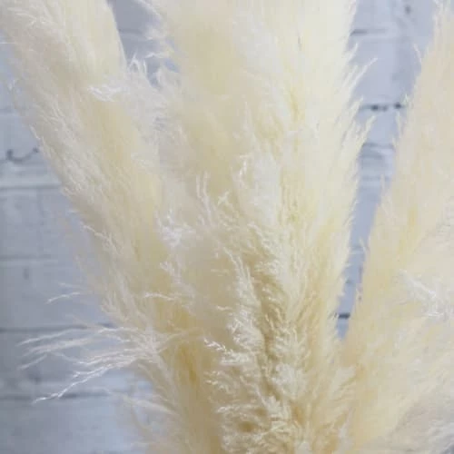 Vente flash ⭐ Ligne Déco Décoration De Jardin 6 Tiges Fleurs Séchées Naturelles Plumeau Herbe Pampa H.105cm 🥰 – Image 6