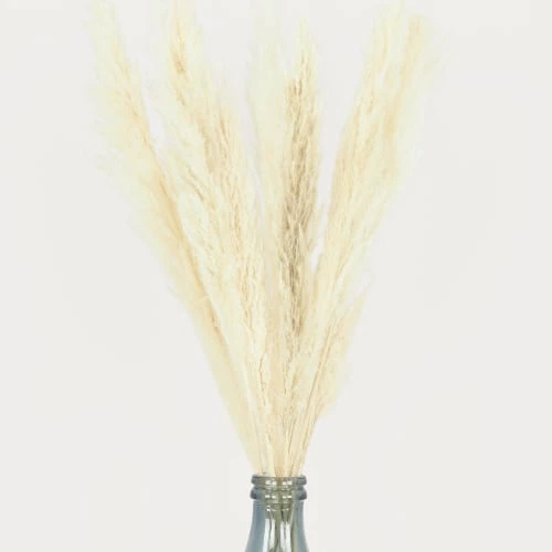 Le moins cher ⌛ Ligne Déco Décoration De Jardin 6 Tiges Fleurs Séchées Naturelles Plumeau Herbe Pampa, H.105cm 👍 – Image 3