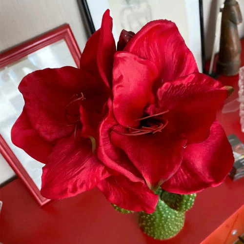 De gros 💯 Sia Deco Décoration De Jardin Amaryllis H47 👍 – Image 2