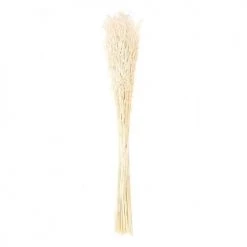 Budget ⌛ Rico Design Décoration De Jardin Avoines Séchés Naturel 70cm 🔔