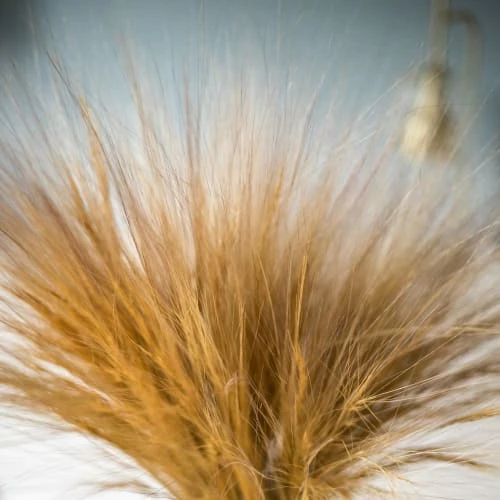 Budget đ RĂ©conciliation VĂ©gĂ©tale DĂ©coration De Jardin Barba Sec Naturel 150g đ â Image 3