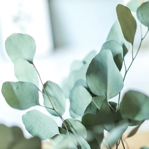 Les meilleures critiques de 🌟 Réconciliation Végétale Décoration De Jardin Botte De Fleurs Séchées Eucalyptus Populus Vert Stabilisé 😀 – Image 2