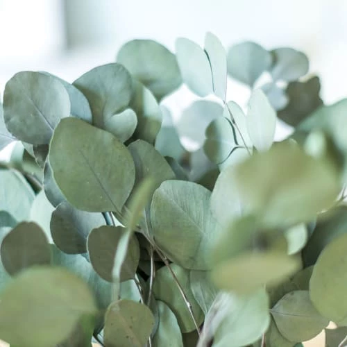 Les meilleures critiques de 🌟 Réconciliation Végétale Décoration De Jardin Botte De Fleurs Séchées Eucalyptus Populus Vert Stabilisé 😀 – Image 3