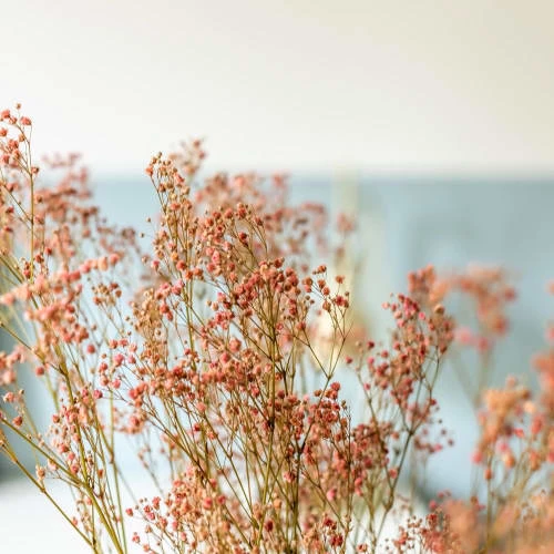 Meilleure affaire đ€© RĂ©conciliation VĂ©gĂ©tale Botte De Fleurs SĂ©chĂ©es Gypsophile Rose 100g đ â Image 2