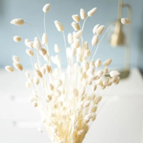 Meilleur prix đ RĂ©conciliation VĂ©gĂ©tale Botte De Fleurs SĂ©chĂ©es Phalaris Blanc 150g đ â Image 3