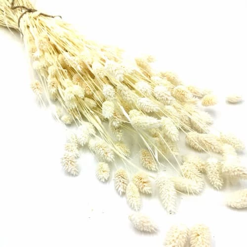 Meilleur prix đ RĂ©conciliation VĂ©gĂ©tale Botte De Fleurs SĂ©chĂ©es Phalaris Blanc 150g đ â Image 4