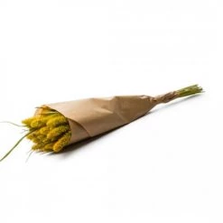 Coupon 💯 Naturalys Décoration De Jardin Botte Setarea Yellow 🥰