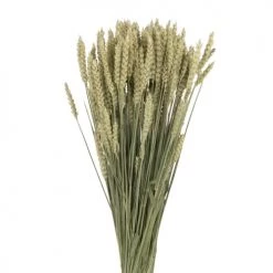 Budget 🔔 Maisons Du Monde Fleurs Séchées Bouquet De Blé Triticum Séché 🔥