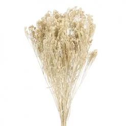 Meilleur prix 👍 Maisons Du Monde Fleurs Séchées Bouquet De Broom Bloom Séché 💯