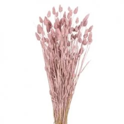 Acheter 😀 Maisons Du Monde Fleurs Séchées Bouquet De Phalaris Rose Séché ⌛