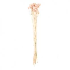 Tout neuf 🎁 Rico Design Décoration De Jardin Cardères Japonais Séchés Rose 70cm 🔔