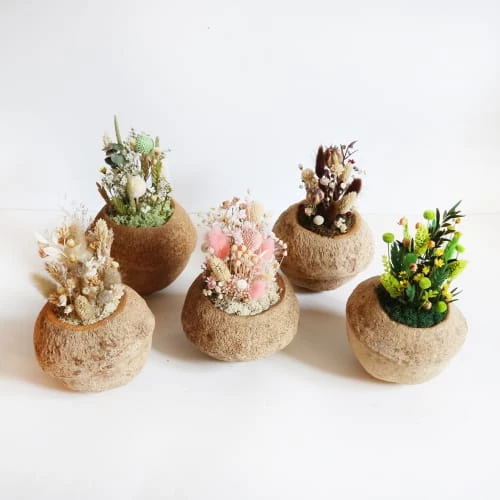 De gros đ Origine Atelier Floral Fleurs SĂ©chĂ©es DeÌcoration Fleurs SeÌcheÌes Noix De Sapucaja ForĂȘt đ â Image 5