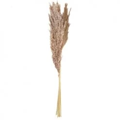 Coupon ⭐ Natural Living Fleurs Séchées Fleur Séchée De Pampa Naturelle 6 Branches - 75cm ✨