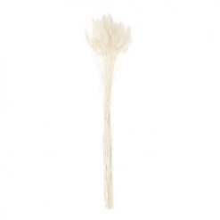 Sortie 😉 Rico Design Décoration De Jardin Lagurus Séchés Blanc 45cm ⭐