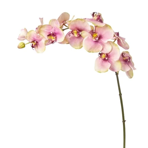 Remise 🔔 Sia Deco Décoration De Jardin Orchidée Phalaenopsis Budy H104cm 👍