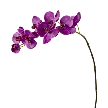 Meilleure vente ⭐ Sia Deco Décoration De Jardin Orchidée Phalaenopsis Forever H82cm 🎉 – Image 4