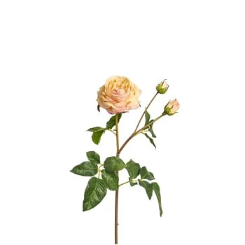 Meilleure vente 🌟 Sia Deco Décoration De Jardin Rose Artificielle Agathe H55cm 🌟 – Image 4
