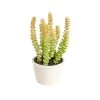 Les meilleures critiques de ❤️ Sia Deco Décoration De Jardin Succulente Artificielle En Pot Crassula Falcata 💯