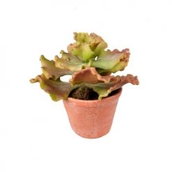 Les meilleures critiques de 😀 Sia Deco Décoration De Jardin Succulente En Pot Argile 🔔