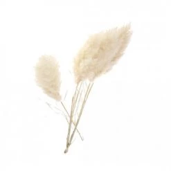 Bon marché 🔥 Naturalys Décoration De Jardin Tige Pampa Naturelle Blanchie Qualité Prémium H115cm (Vendu Par 3) 🧨